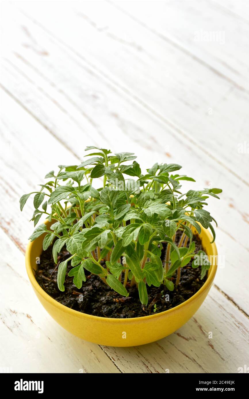 Gros plan d'un pot jaune avec jeunes plants de tomate sur une table en bois blanc. Image verticale avec espace de copie. Banque D'Images