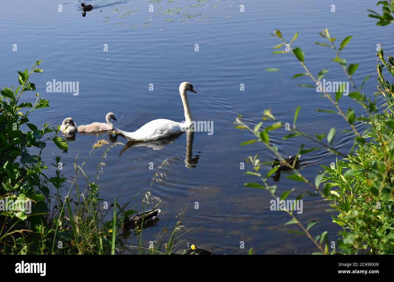 Un cygne muet [Cygnus Olor] et ses cygètes glissent calmement sur l'eau par une journée ensoleillée. Banque D'Images