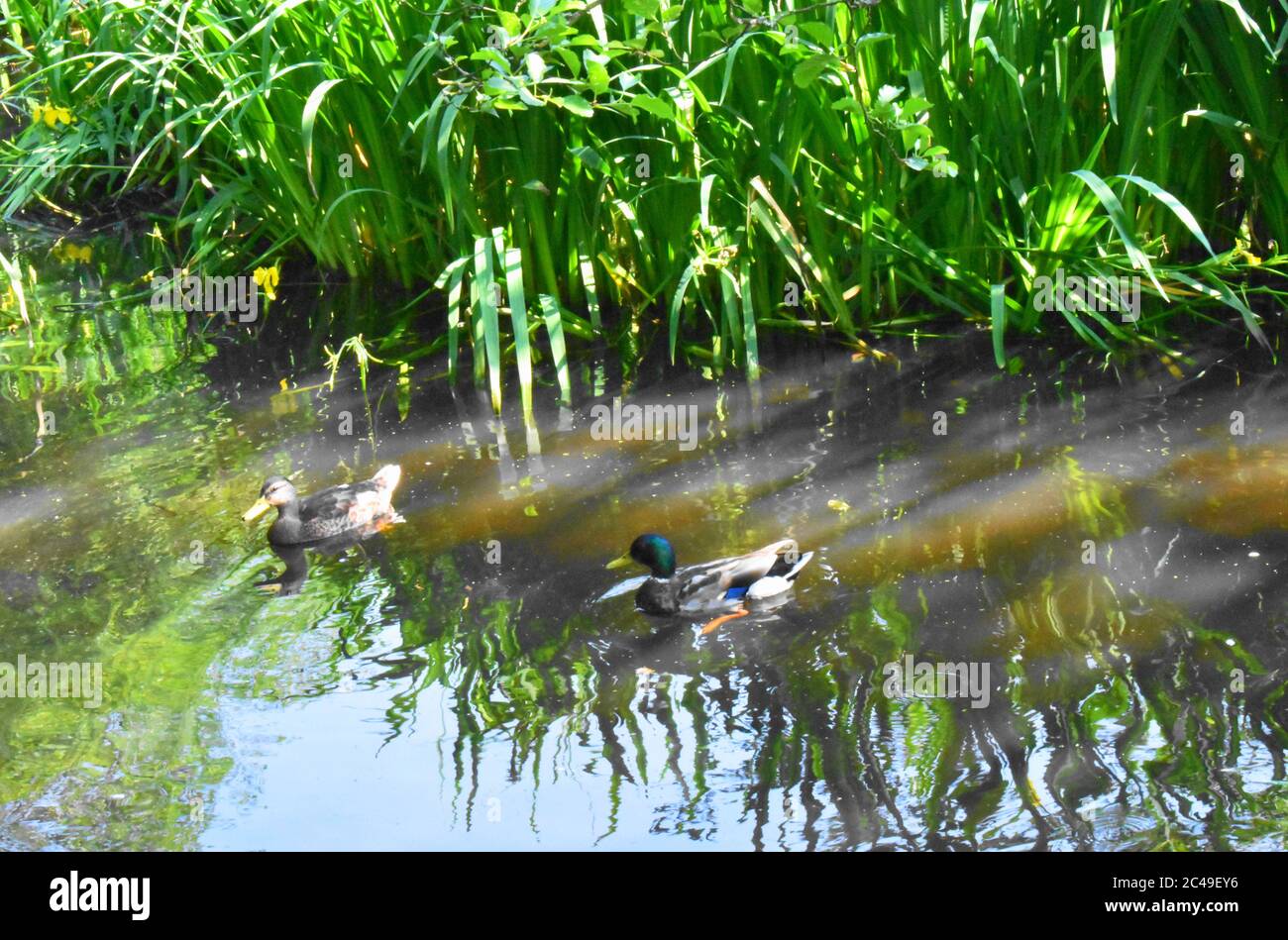 Deux canards colverts [un mâle et une femelle] se reposant dans l'eau d'un loch écossais avec la lumière du soleil se brisant à travers les roseaux verts. Banque D'Images