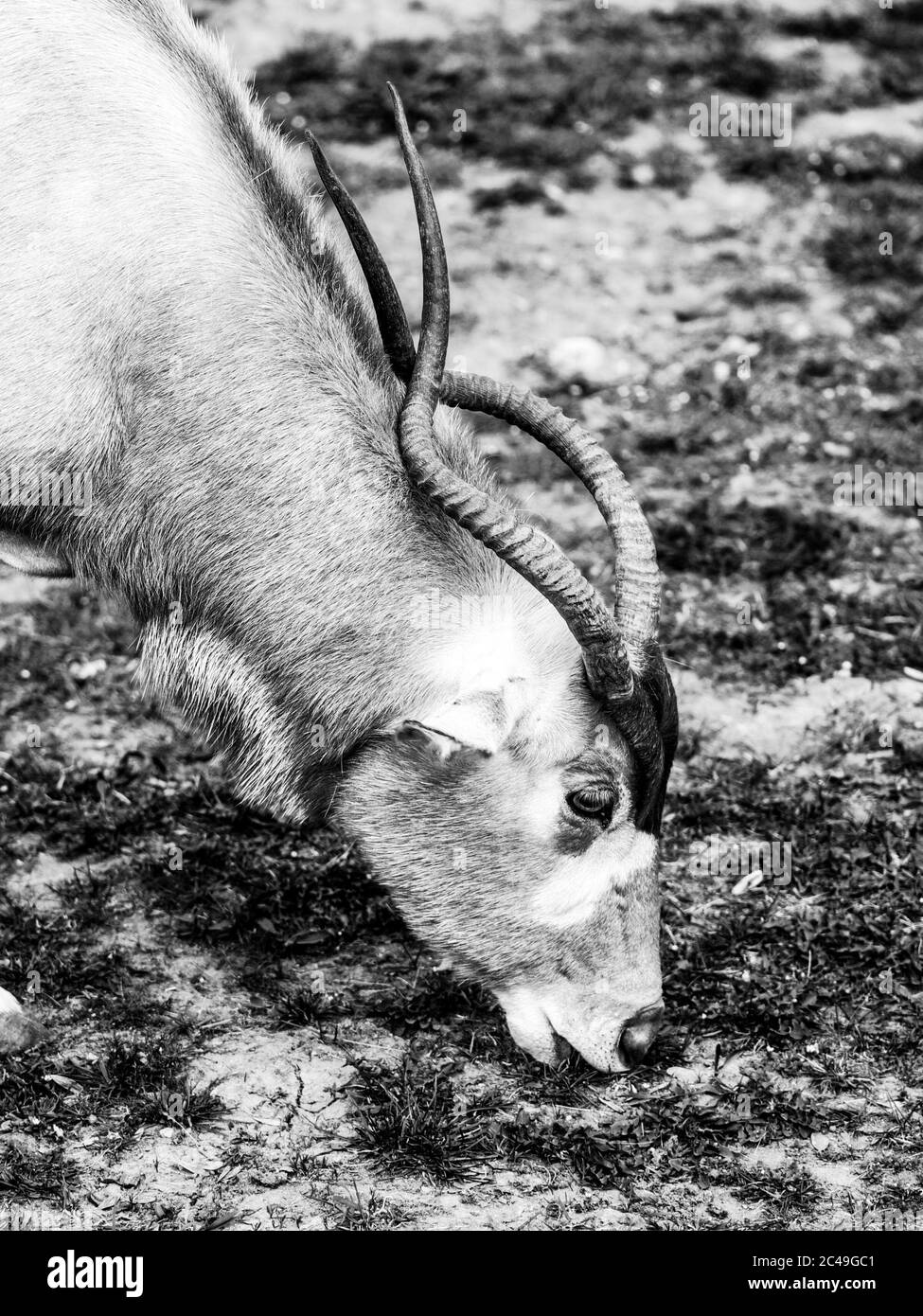 Antilope d'Adax paissant sur le pâturage d'herbe. Image en noir et blanc. Banque D'Images