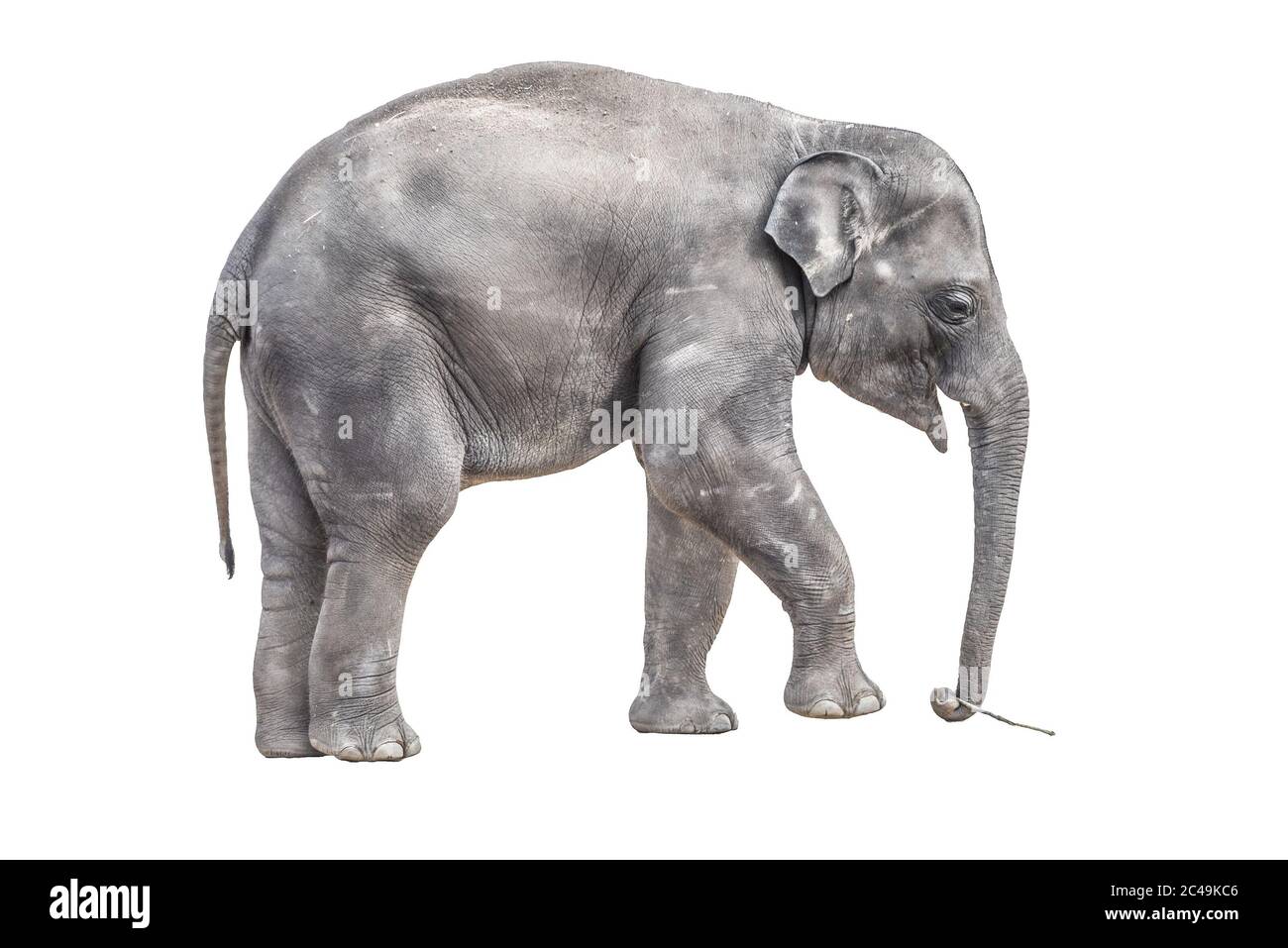 Jeune éléphant de bébé jouant avec un petit bâton de bois dans le tronc. Isolé sur fond blanc. Banque D'Images