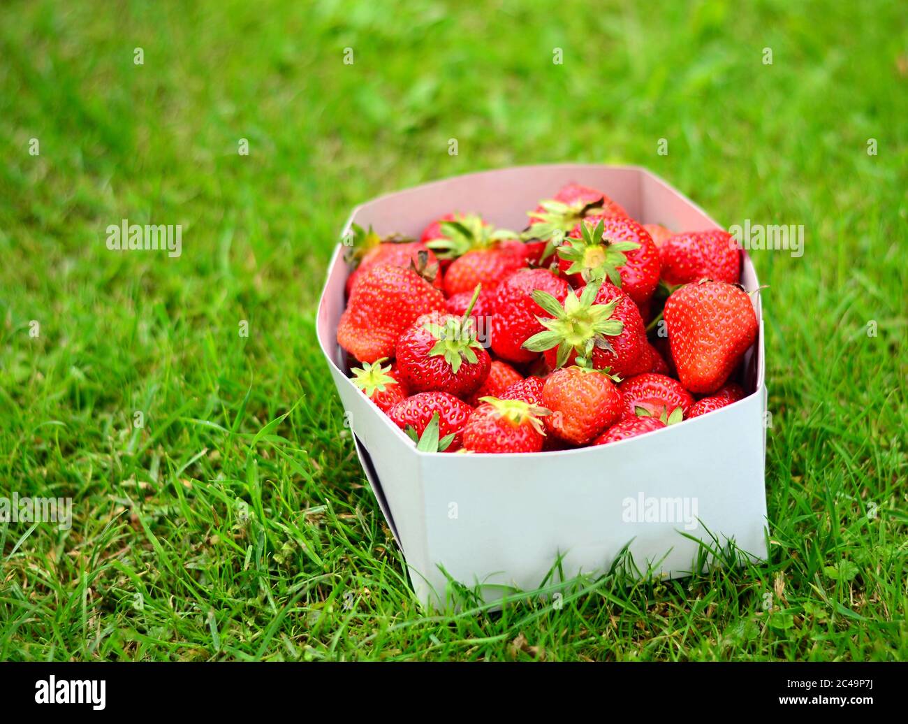 Boîte de feuilles blanches de fraises entières fraîches, posées dans l'herbe verte. Banque D'Images