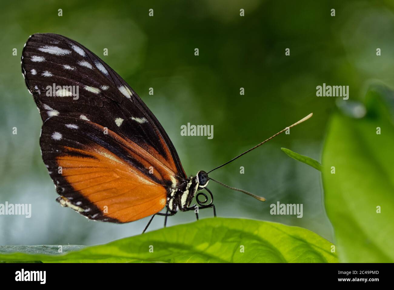 La palangre de tigre (Heliconius hecale) repose sur une feuille. Ce papillon vit à l'origine entre le Mexique et l'Amazonas péruvienne. Banque D'Images