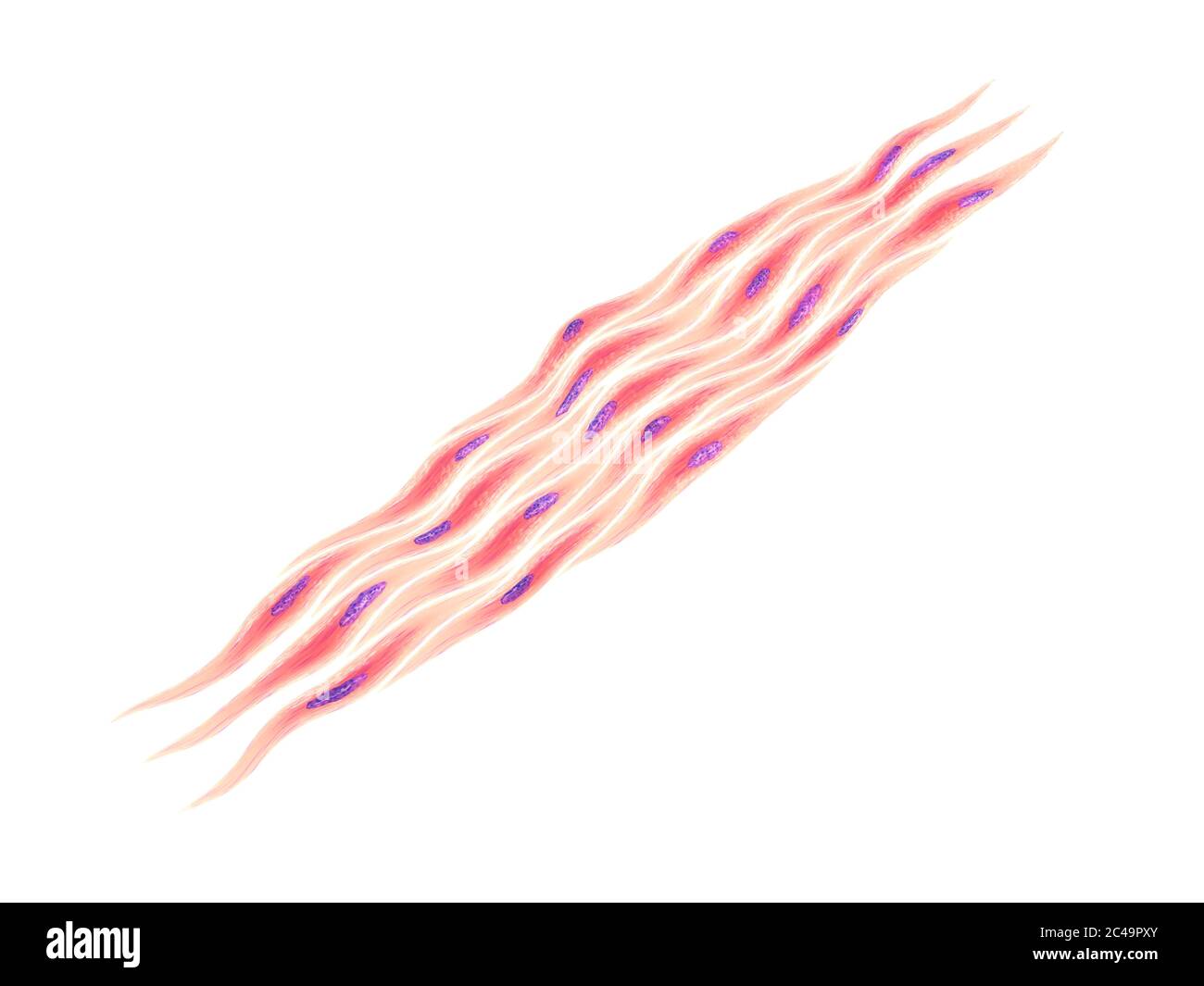 Myocytes, groupe de cellules musculaires lisses sur fond blanc Banque D'Images