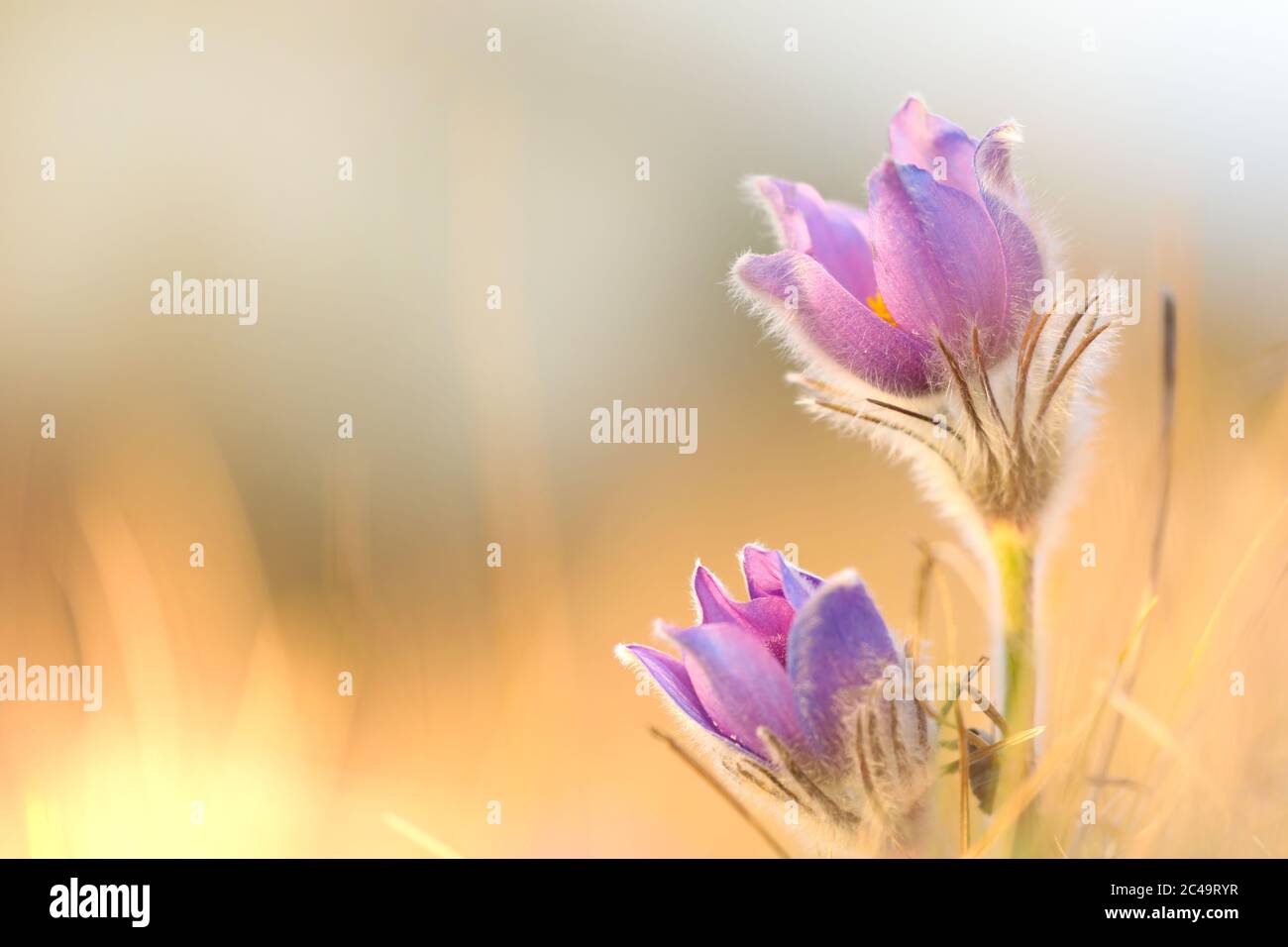 Pulsatilla est la plus belle fleur de printemps. Pulsatilla fleurit au début du printemps dans la forêt, le temps d'un soleil. Fleur de Pulsatilla en gros plan. Li. Contour Banque D'Images