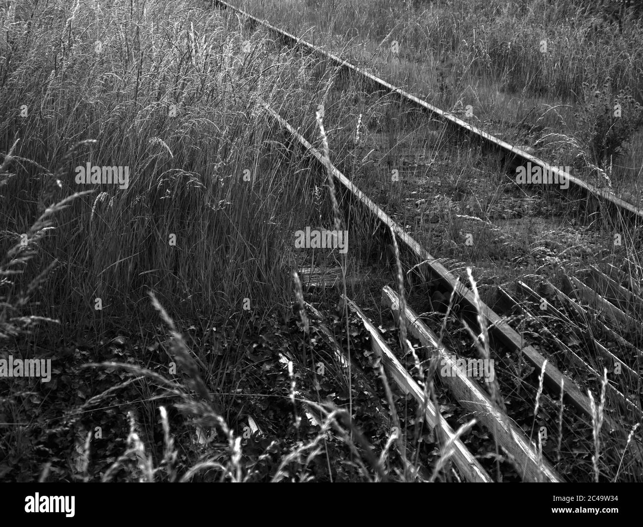 West Somerset Railway, Dunster Station, Somerset UK, voies ferrées surcultivées, de Dunster à Minehead, noir et blanc Banque D'Images