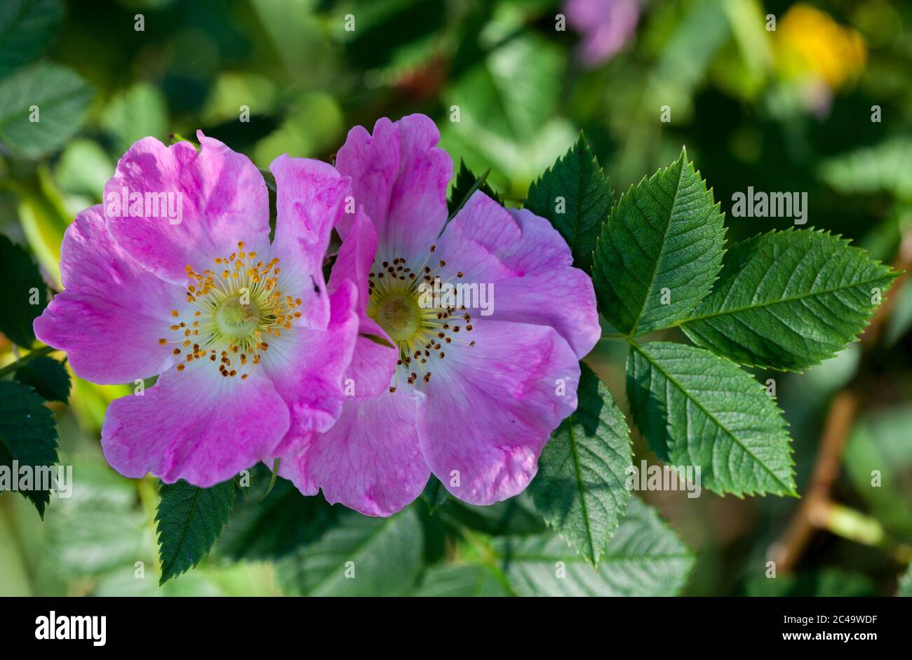 Les goélands dog rose (Rosa dumalis) Banque D'Images