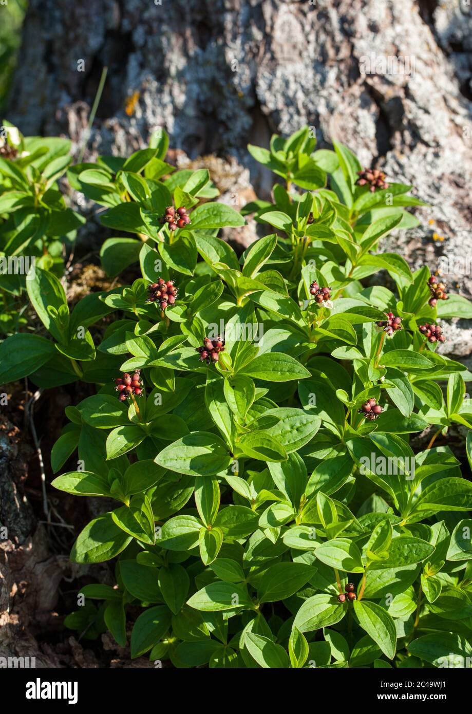 cornel nain (Cornus suecica) Banque D'Images