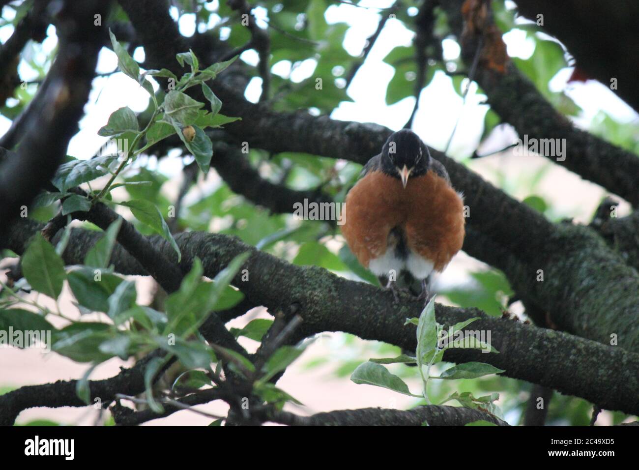Robin d'Amérique commune, Turdus migratorius, assis dans un arbre. Banque D'Images