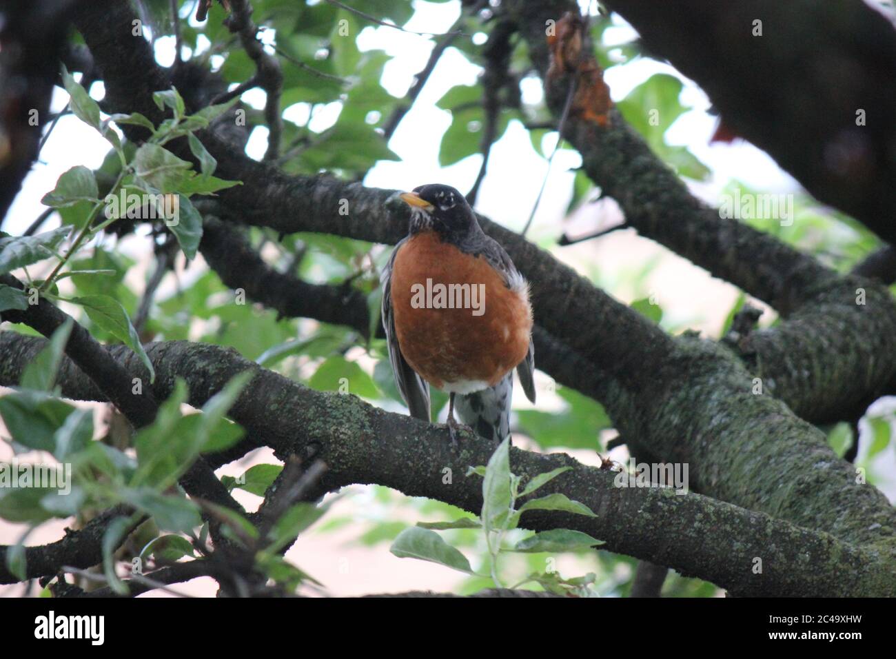 Robin d'Amérique commune, Turdus migratorius, assis dans un arbre. Banque D'Images