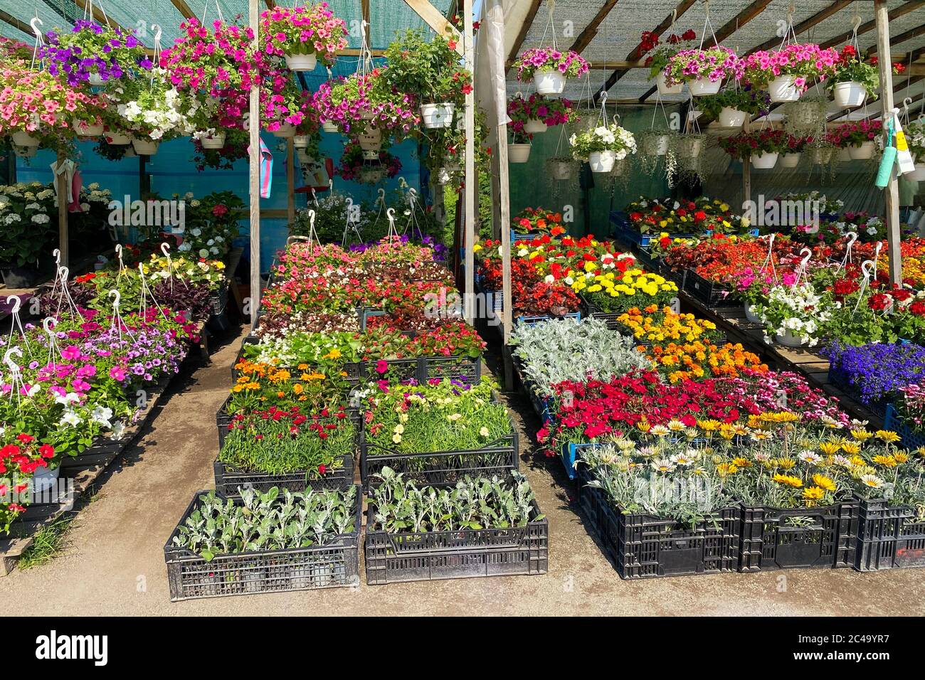 Variété fleurs fleuries dans le marché local pour la décoration de la région. petunia décoratif et d'autres plantes sont à vendre. Boutique de fleurs. FL Banque D'Images