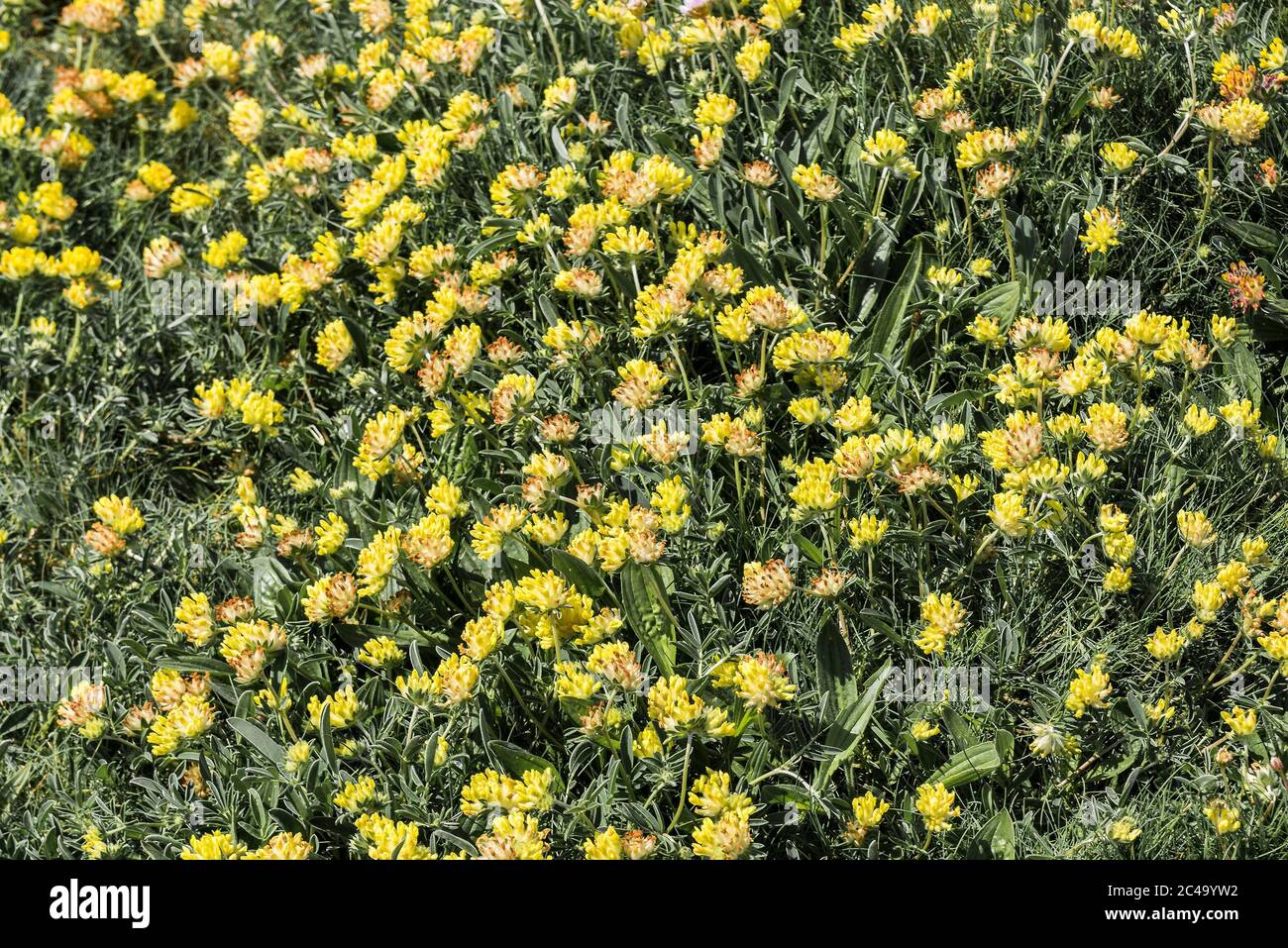 Anthyllis vulneraria rénal vetch. Banque D'Images