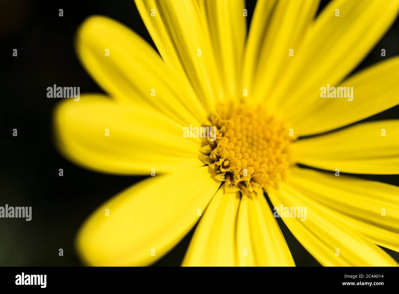 Vue rapprochée des chrysanthèmes Euryops. Daisy de Bush africain. Banque D'Images