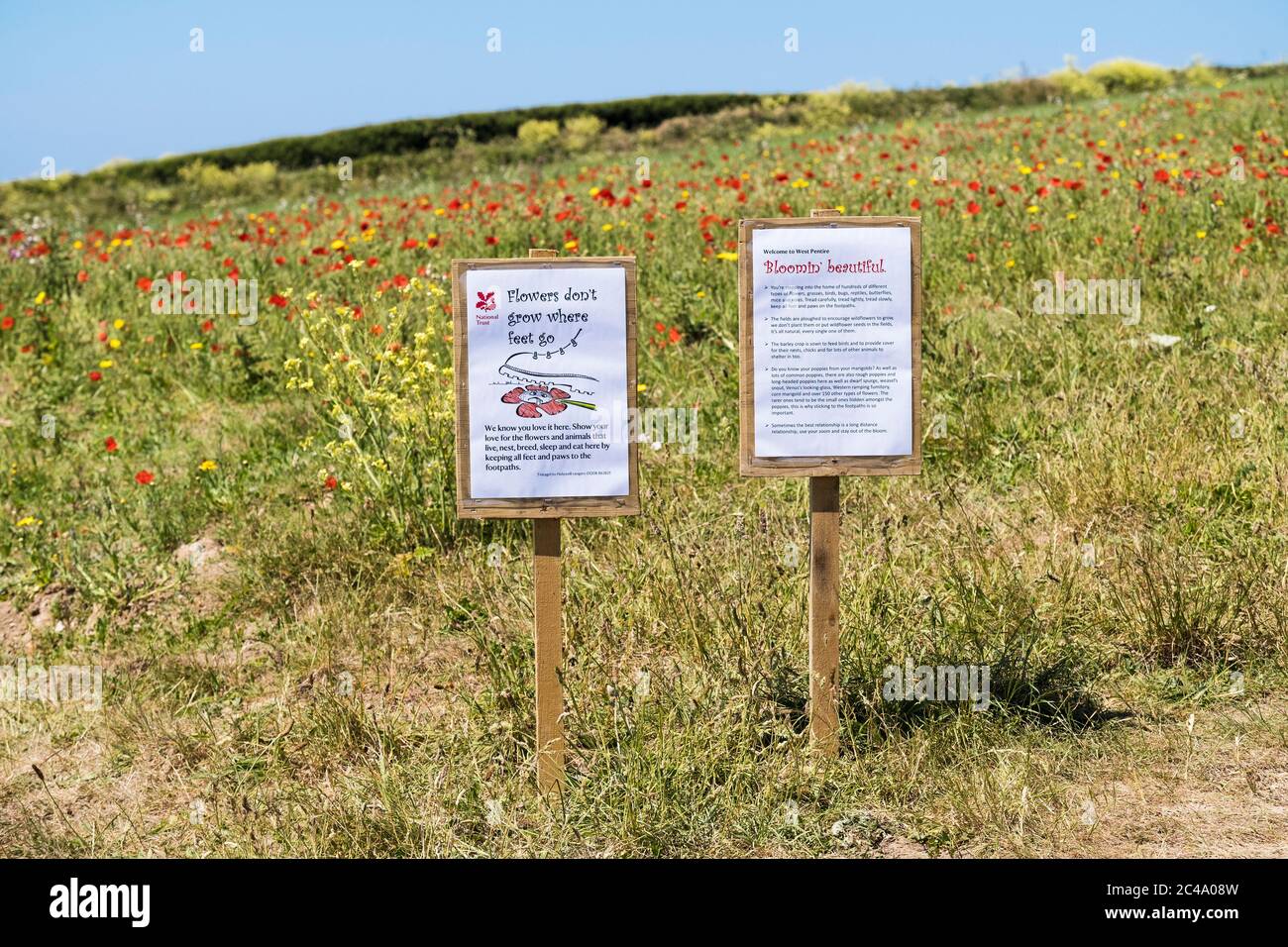 Panneaux d'information sur le bord d'un champ rempli de fleurs sauvages dans le cadre du projet de champs arables sur la pointe Penentire Ouest à Newquay, en Cornwall. Banque D'Images