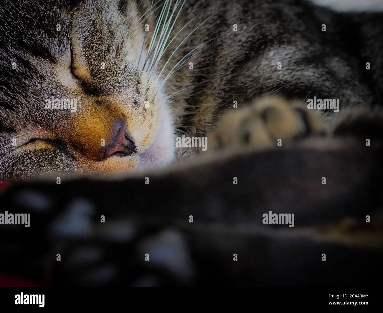 Chat endormi Banque D'Images