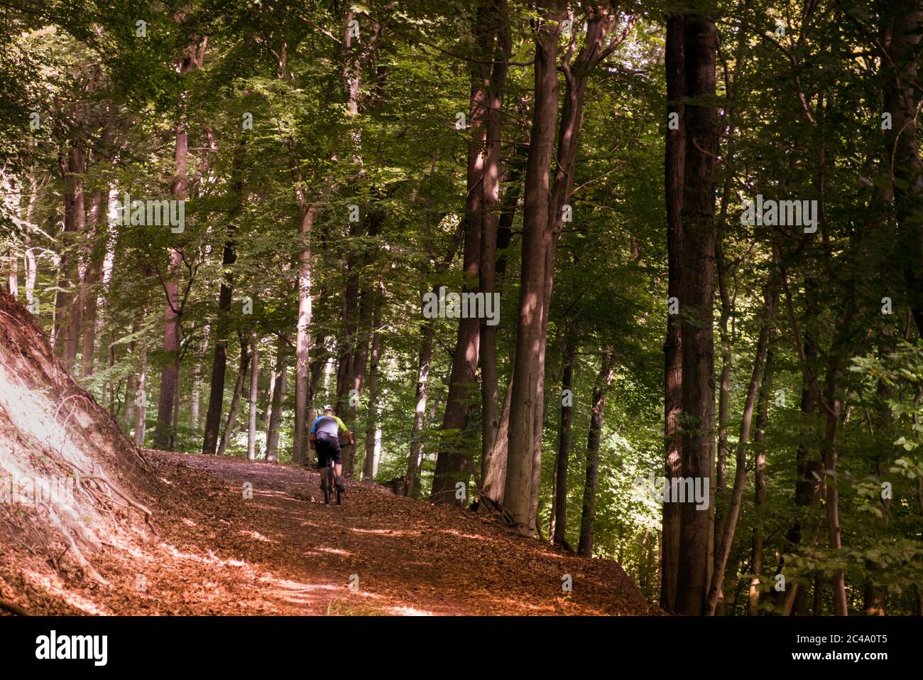VTT dans la forêt du Palatinat. Banque D'Images