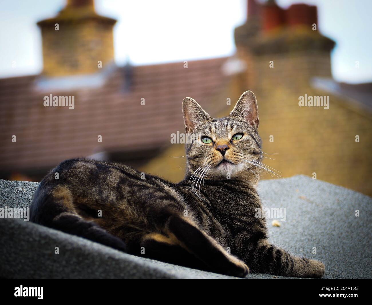 Chat tigré Banque D'Images