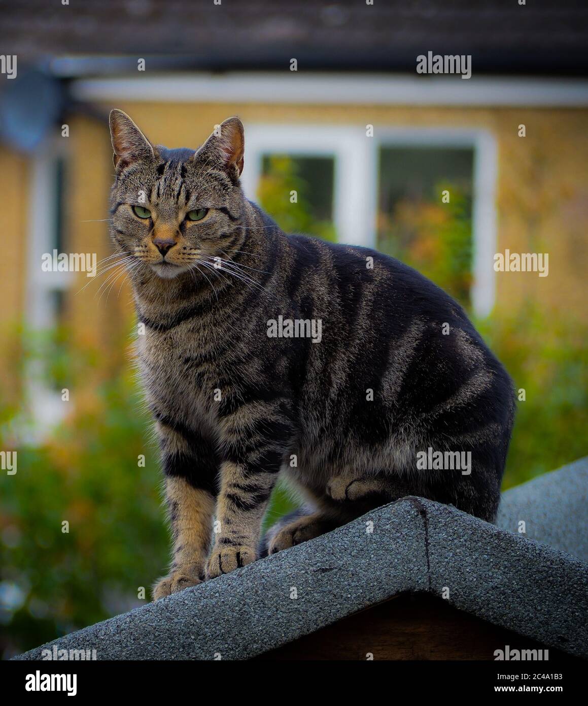 Chat tigré Banque D'Images