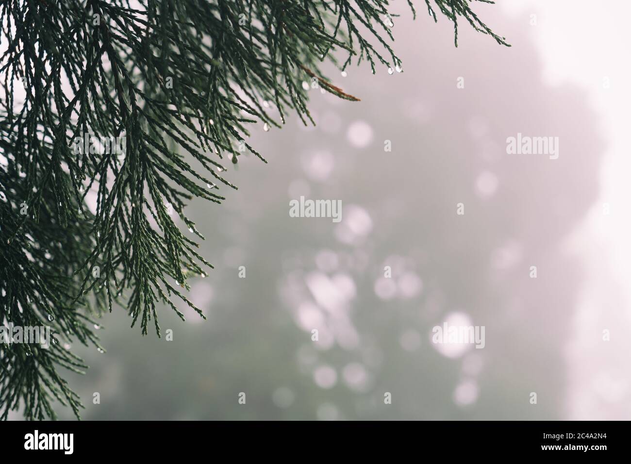 Avec une branche d'un séquoia géant (Sequoiadendron giganteum) en premier plan et beaucoup d'espace pour le texte est cette photo le parfait ar pour une carte postale. Banque D'Images