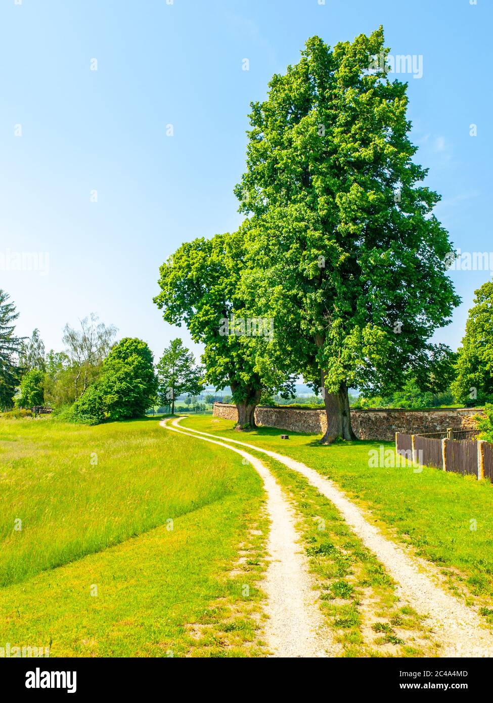 Paysage rural tchèque. Arbre verdoyant à côté de la route de campagne. Un endroit idyllique pour se reposer. Banque D'Images