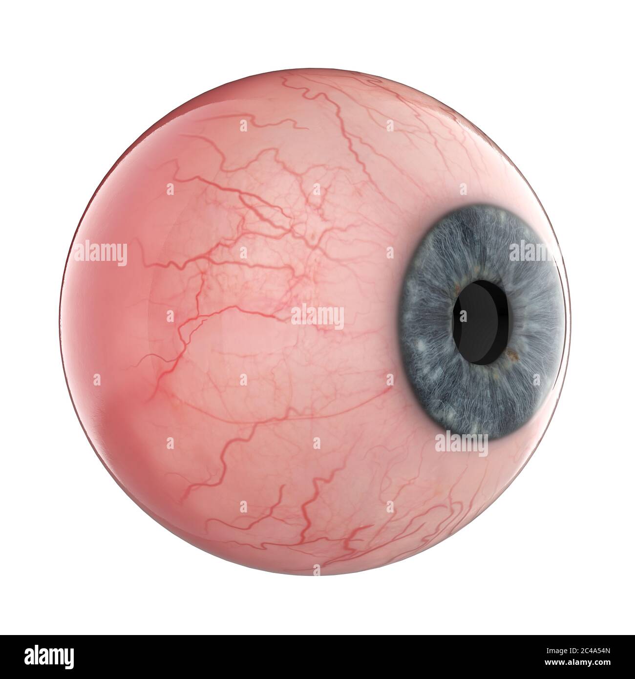 Globe oculaire humain isolé Banque D'Images