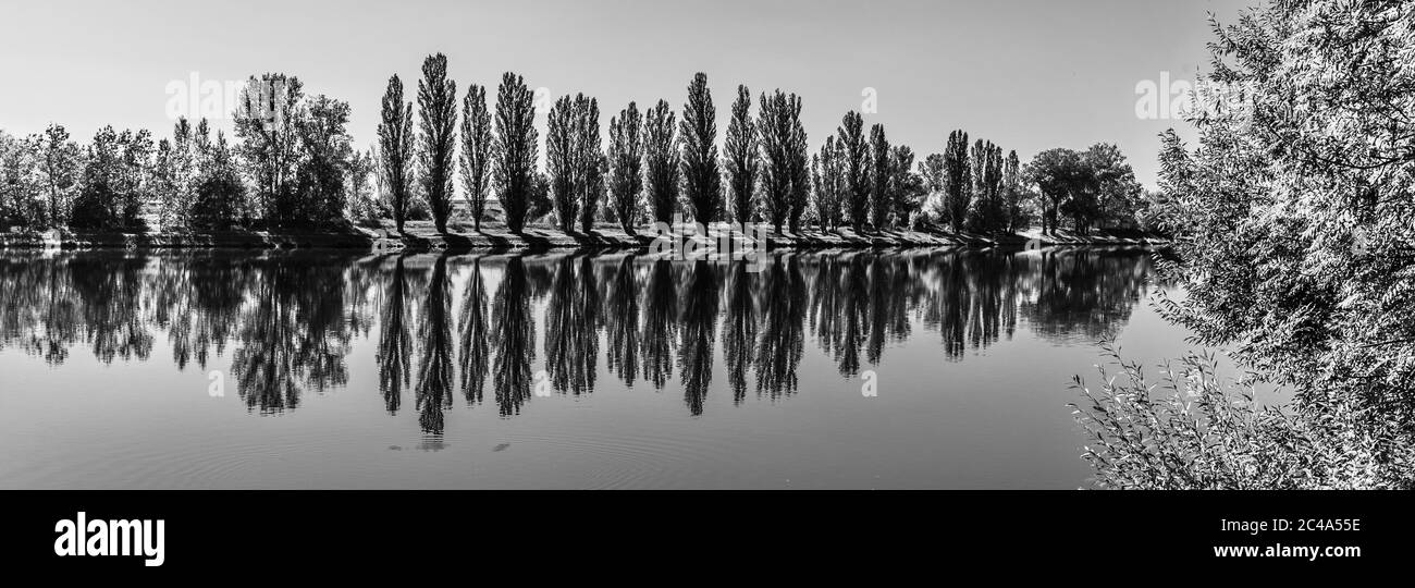Allée de peupliers verts luxuriants se reflétant dans l'eau le jour ensoleillé de l'été. Image en noir et blanc. Banque D'Images