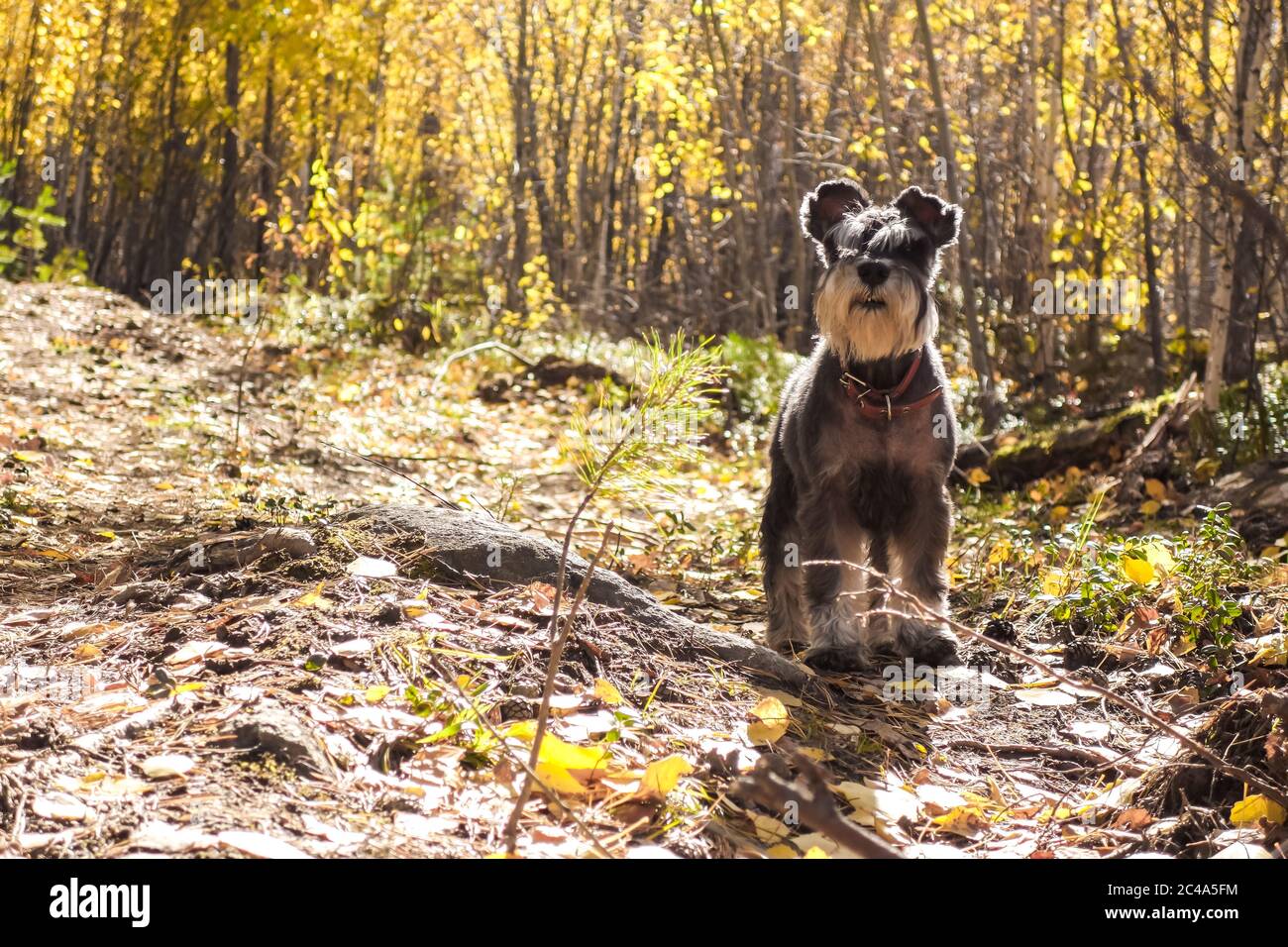 En automne, promenez-vous dans les bois avec un animal de compagnie. Le schnauzer miniature se dresse sur un chemin forestier dans les rayons lumineux du soleil. Ambiance d'automne. Espace pour le texte. Banque D'Images