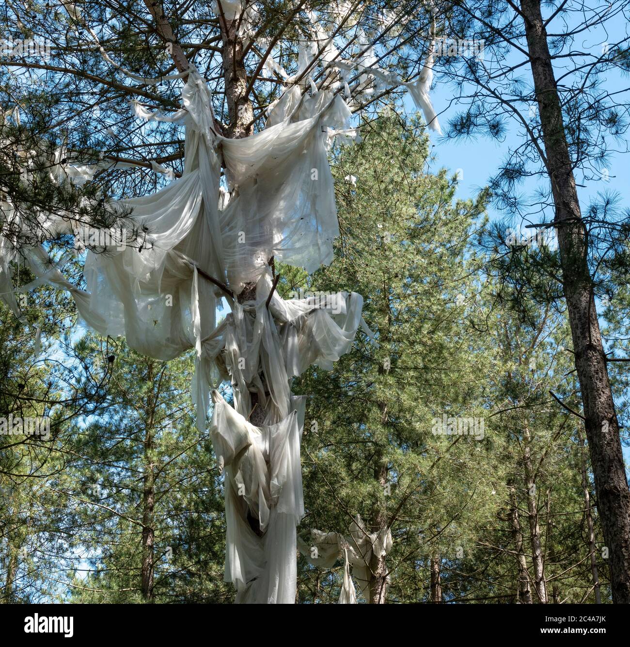 Un arbre dans une forêt de pins drapé dans une couverture thermique agricole soufflée par le vent Banque D'Images