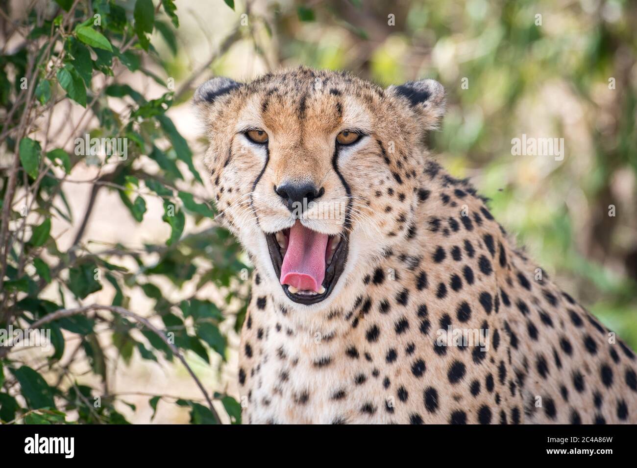 Portrait d'une guépard bâillant et montrant ses dents dans la réserve nationale de Maasai Mara, Kenya Banque D'Images