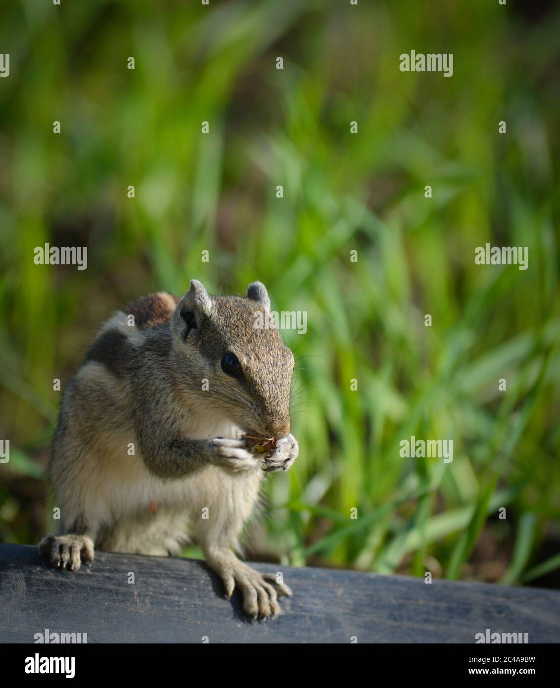 Écureuil mangeant des morceaux de noix. Les écureuils appartiennent à la famille des Sciuridae, une famille qui comprend des rongeurs de petite ou moyenne taille Banque D'Images