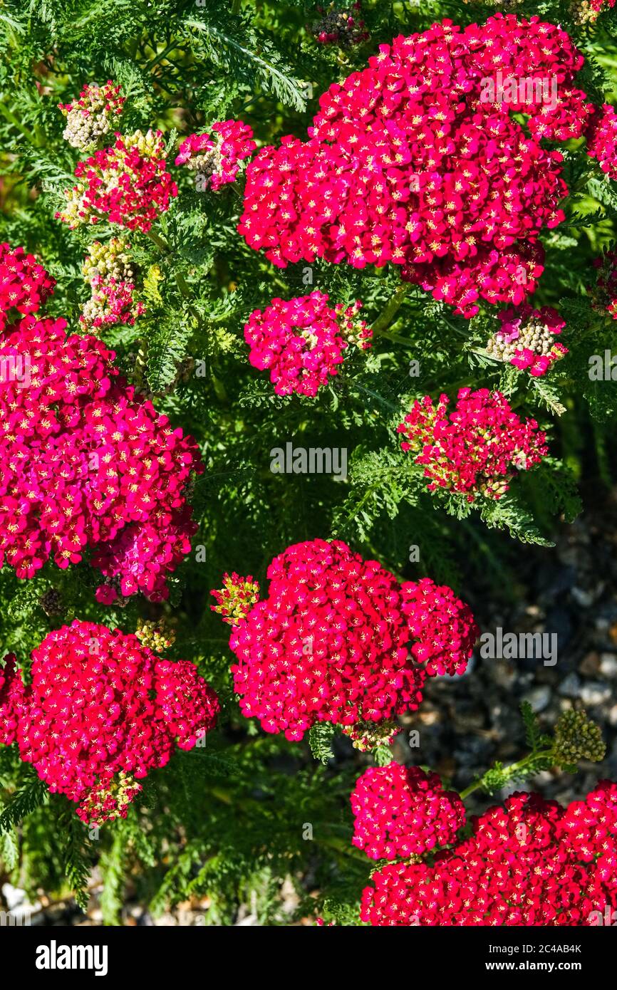 Achillea millefolium Velvet rouge, yarrow rouge Banque D'Images