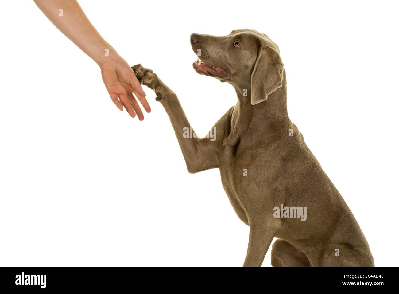 Adorable jeune chien weimaraner femelle donnant à son propriétaire un paw isolé en blanc Banque D'Images