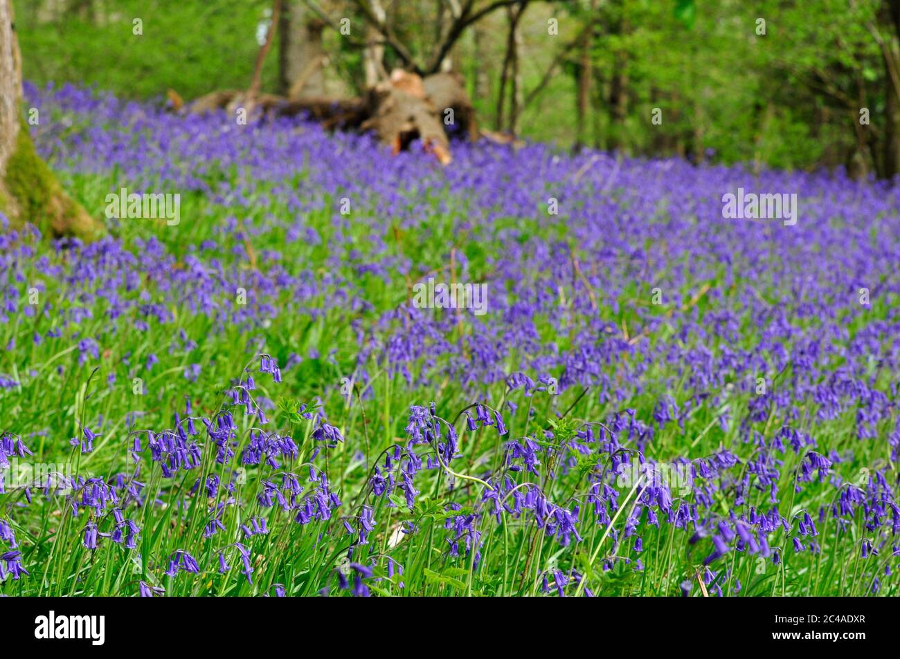 Un tapis de cloches 'jacinthoides non-scripta' sous des chênes dans un vieux bois près de la Frome dans Somerset.UK Banque D'Images