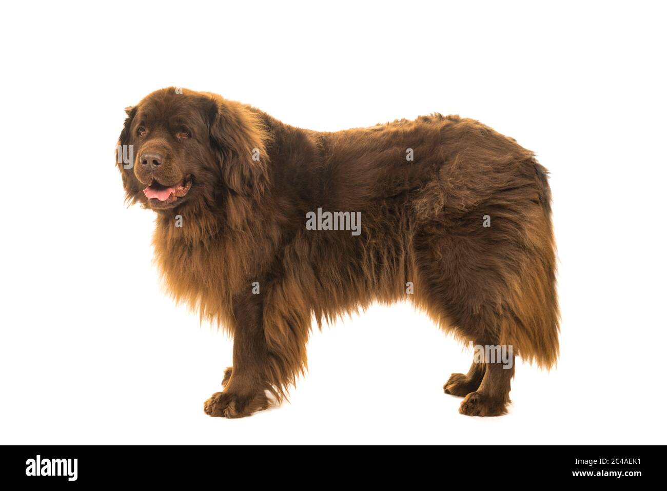 Grand chien brun New Foundland debout isolé latéralement sur un fond blanc Banque D'Images