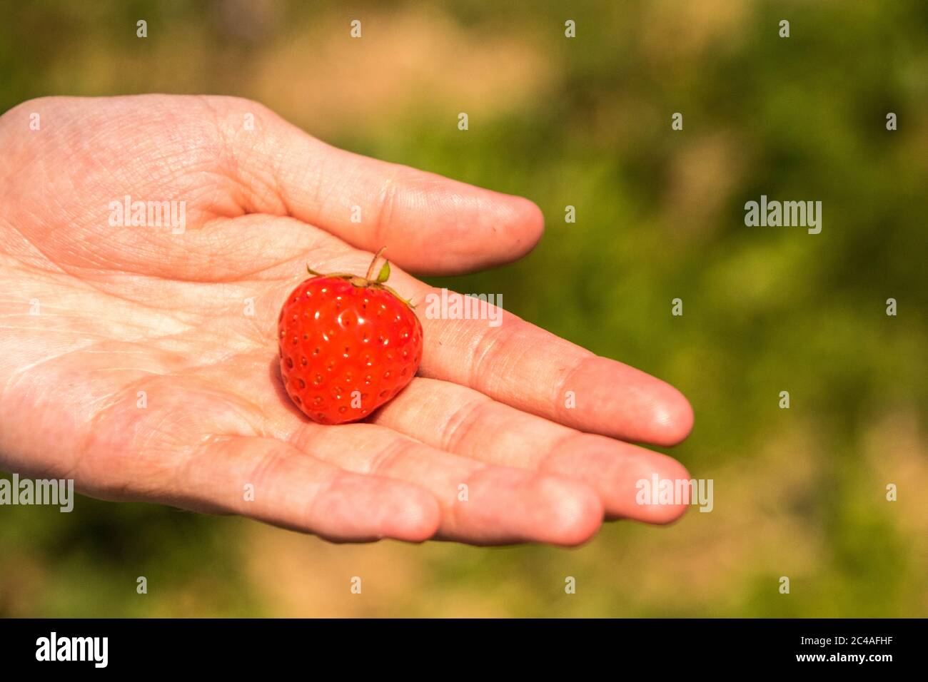Des fraises fraîches et délicieuses cultivées dans un champ pour que les gens viennent et cueissent pour les emporter chez eux, pour les manger. Banque D'Images