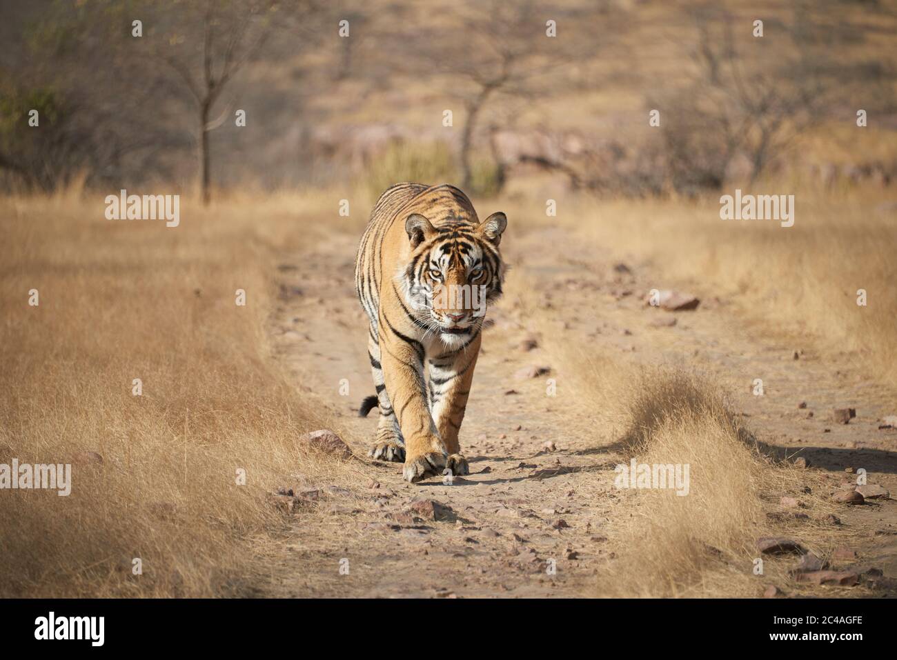 Tigre du Bengale royal sauvage - traque Banque D'Images