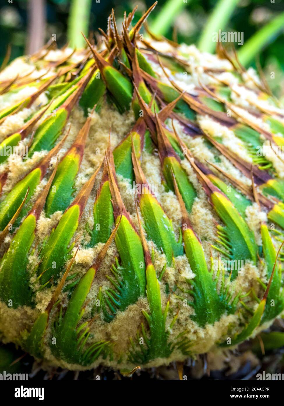 Cône femelle de Cycas siamensis Miq, la plante unisexuée Banque D'Images