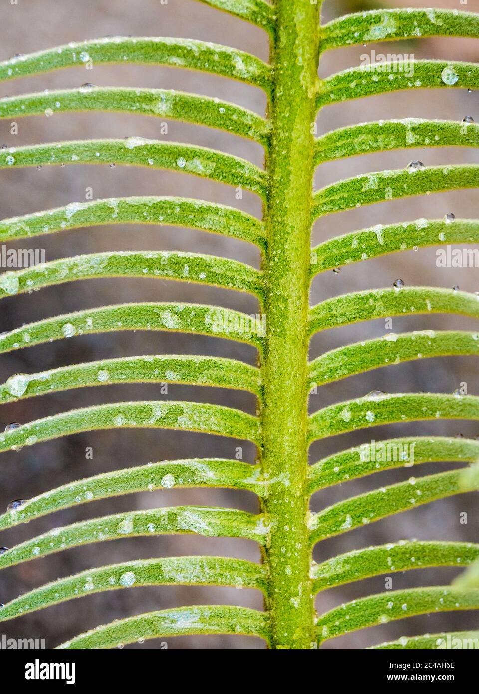 Les frondes, gouttelettes d'eau sur les feuilles composées finement de Cycas siamensis Banque D'Images