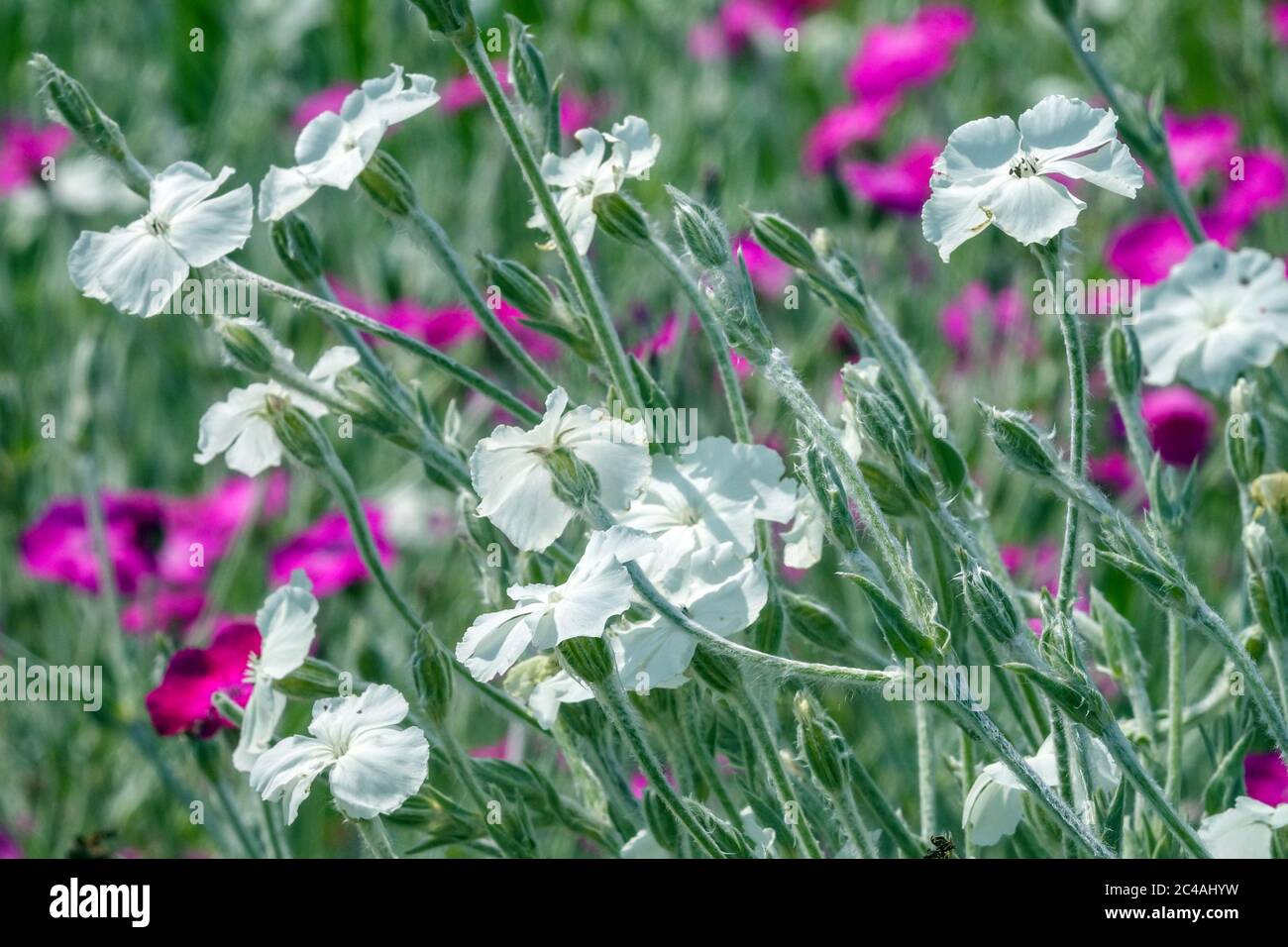 Blanc rose campion Lychnis coronaria 'Alba' Banque D'Images
