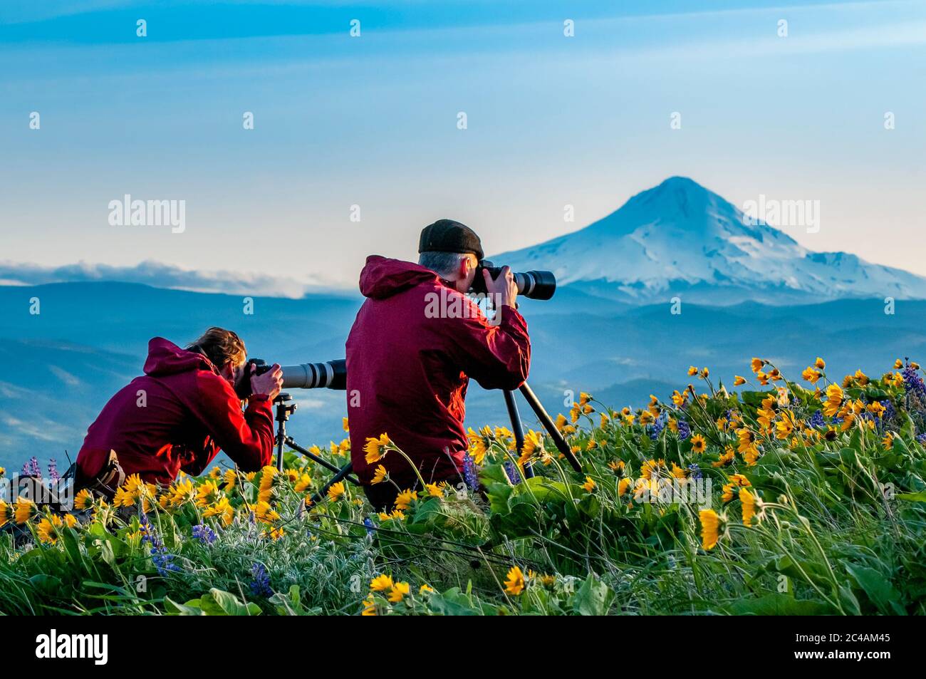 Photographes, fleurs sauvages de balsamroot, Columbia gorge, Mount Hood, Washington, Oregon, Banque D'Images