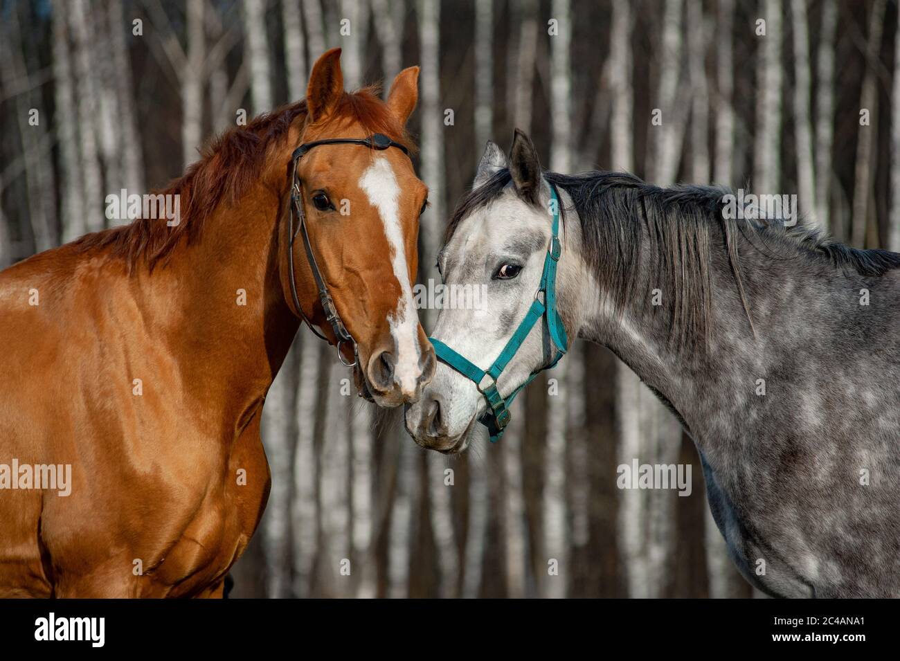 Concept: Chevaux gris châtaignier et dapple communiquant Banque D'Images