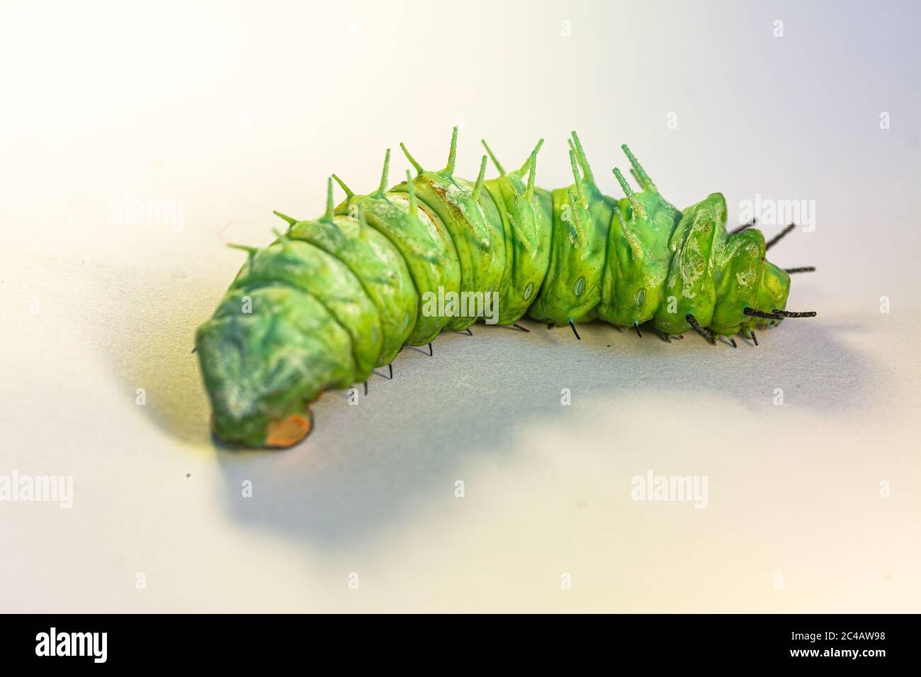 Une chenille verte de grande taille s'rampant sur un sol blanc. Banque D'Images