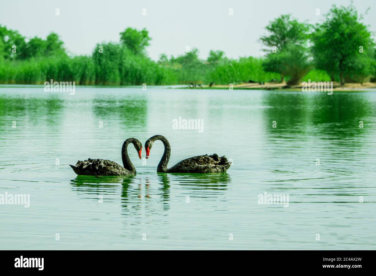 Swan Lake Al Qudra, Émirats arabes Unis Banque D'Images