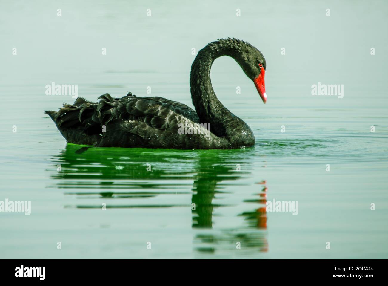 Swan Lake Al Qudra, Émirats arabes Unis Banque D'Images