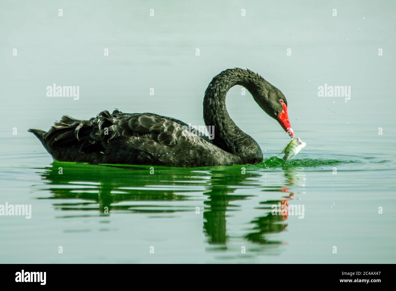 Swan Lake Al Qudra, Émirats arabes Unis Banque D'Images