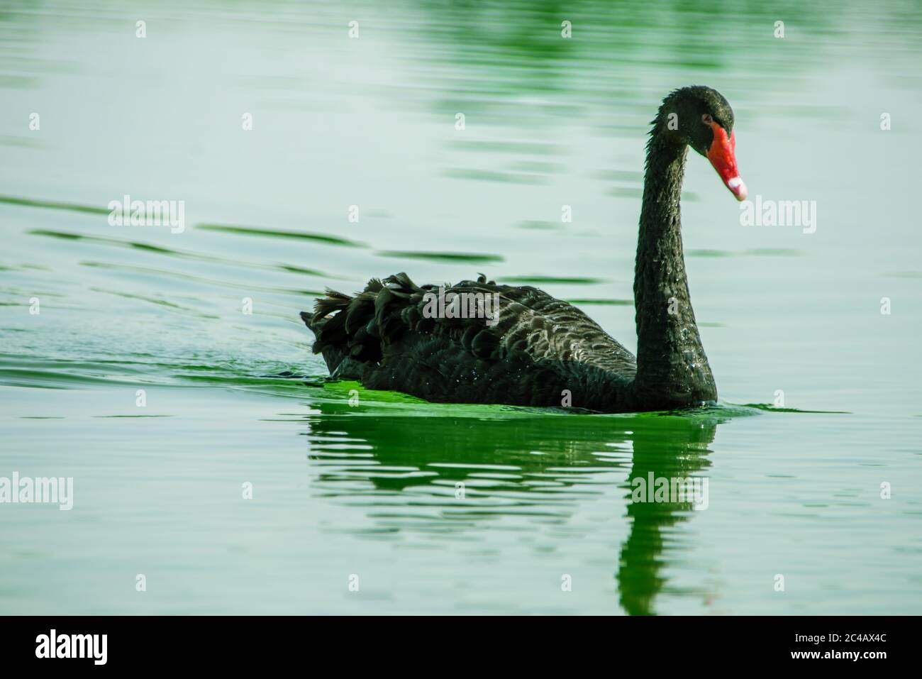 Swan Lake Al Qudra, Émirats arabes Unis Banque D'Images