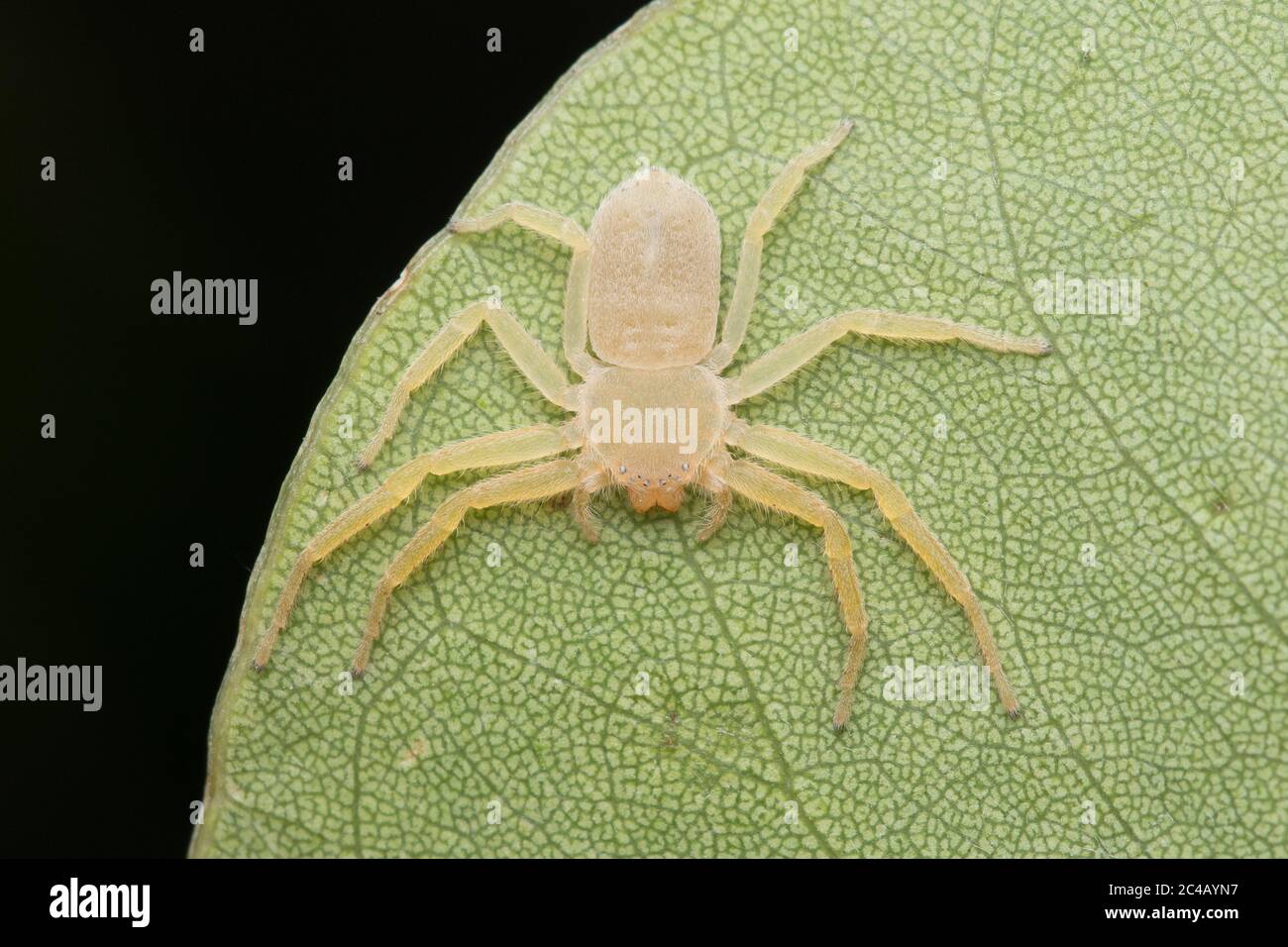 Araignée plate de crabe (selenopidae) reposant sur la feuille Banque D'Images