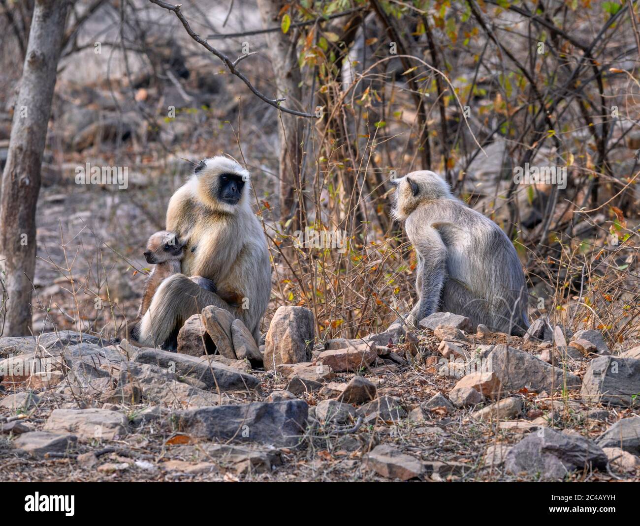 Langours gris des plaines du Nord (Semnopithecus entellus) dans le parc national de Ranthambore, Rajasthan, Inde Banque D'Images
