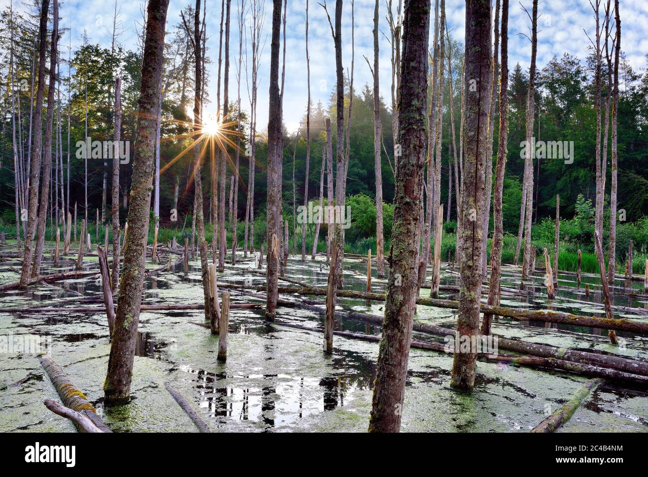 Lac créé par le castor se nourrissant au lever du soleil, étang forestier avec arbres morts, canton de Zurich, Suisse Banque D'Images