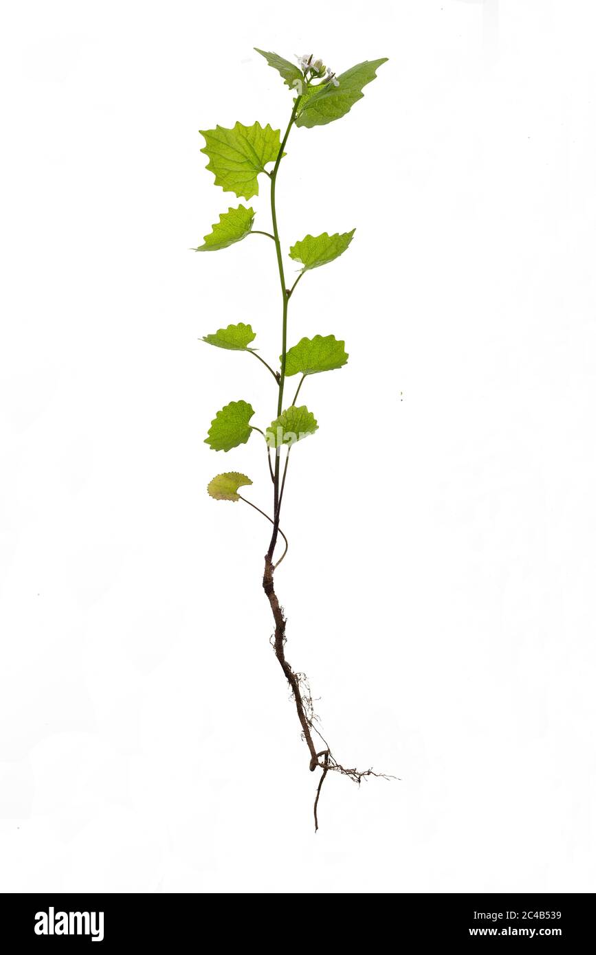Moutarde à l'ail (Alliaria petiolata) sur fond blanc, Allemagne Banque D'Images